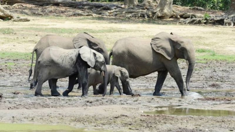 African Elephants