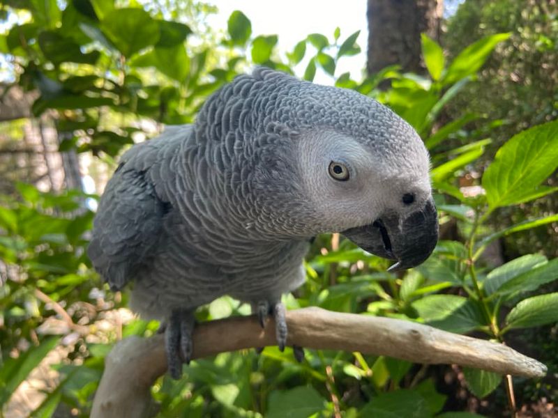 African Grey Parrot