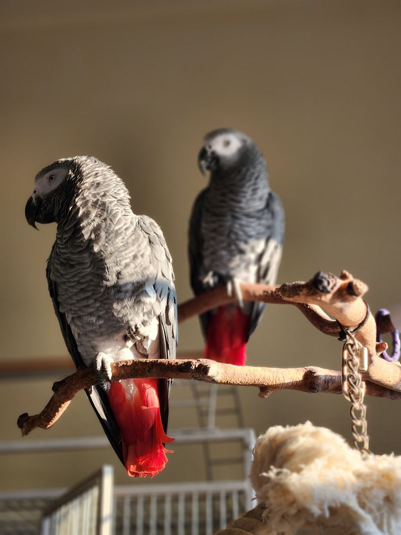 African Grey Parrot