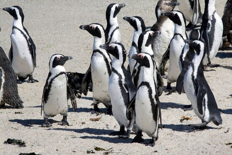 African Penguin