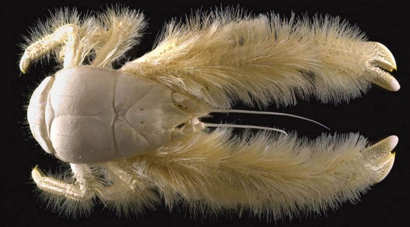 Yeti Crab