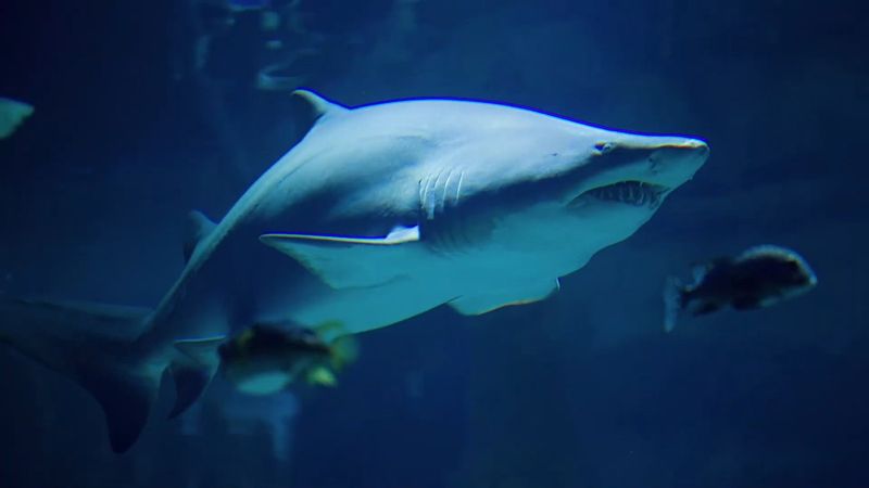 Aggression and Safety Concerns