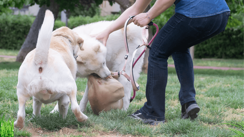 Aggressive Dog Encounters