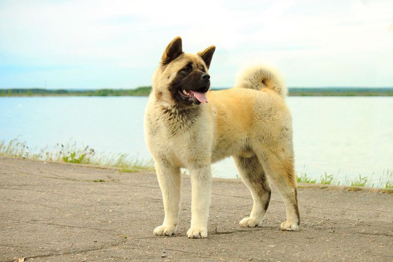 Akita