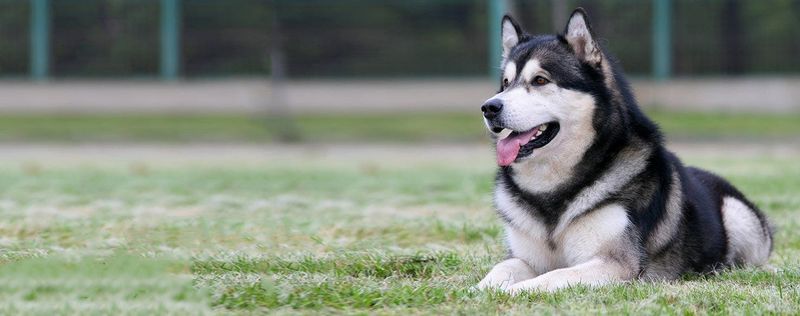 Alaskan Malamute