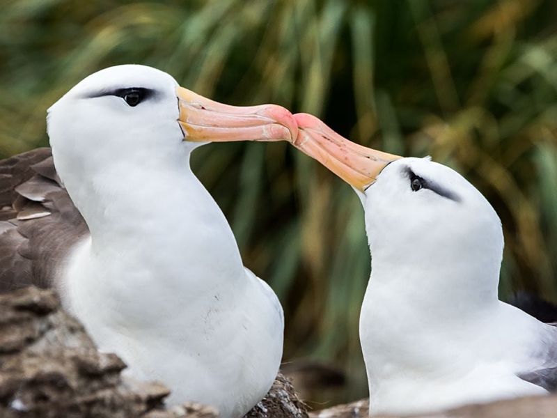 Albatross