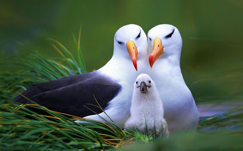 Albatrosses