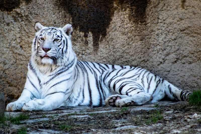 Albino Bengal Tiger