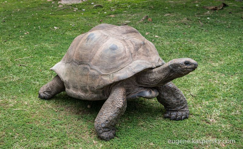 Aldabra Giant Tortoise