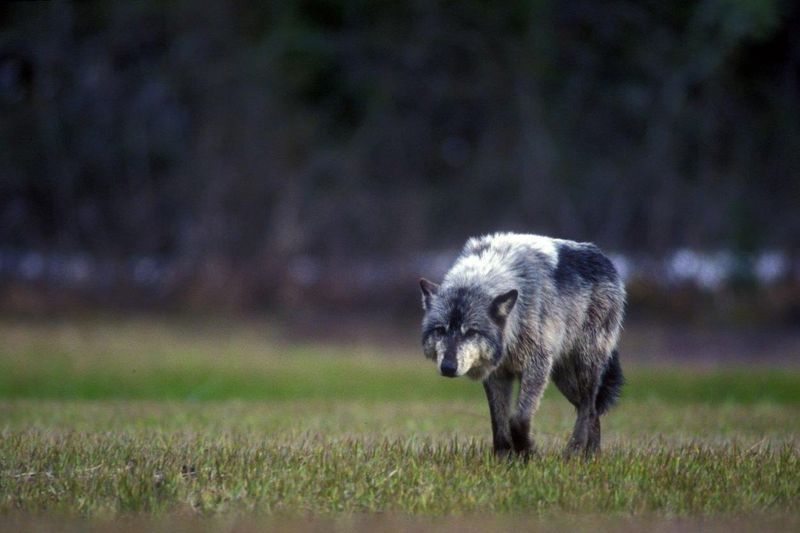 Alexander Archipelago Wolf