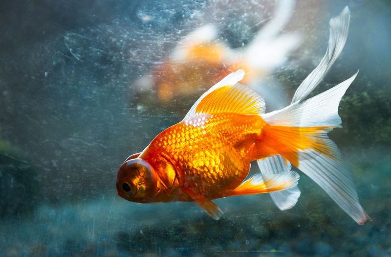 All Goldfish Look the Same