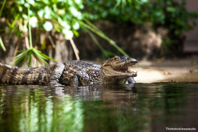 Alligator River National Wildlife Refuge, North Carolina