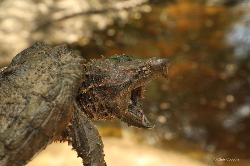 Alligator Snapping Turtle