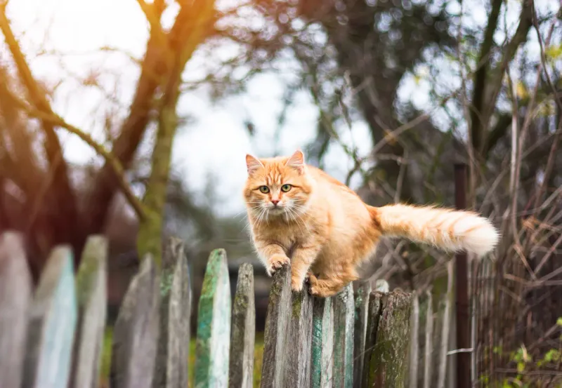 Allowing Unsupervised Outdoor Access