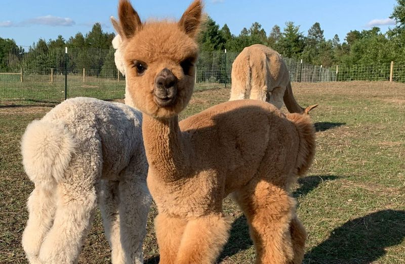 Alpaca