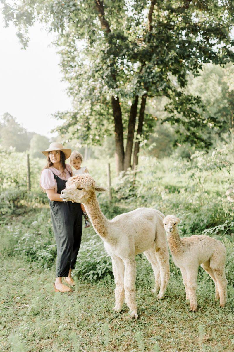 Alpacas