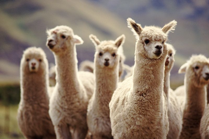 Alpacas