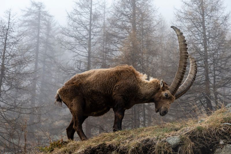 Alpine Ibex