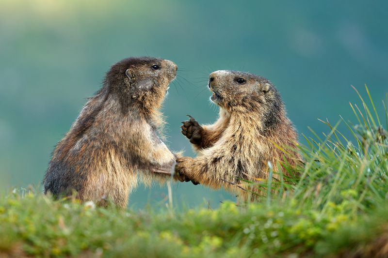 Alpine Marmot