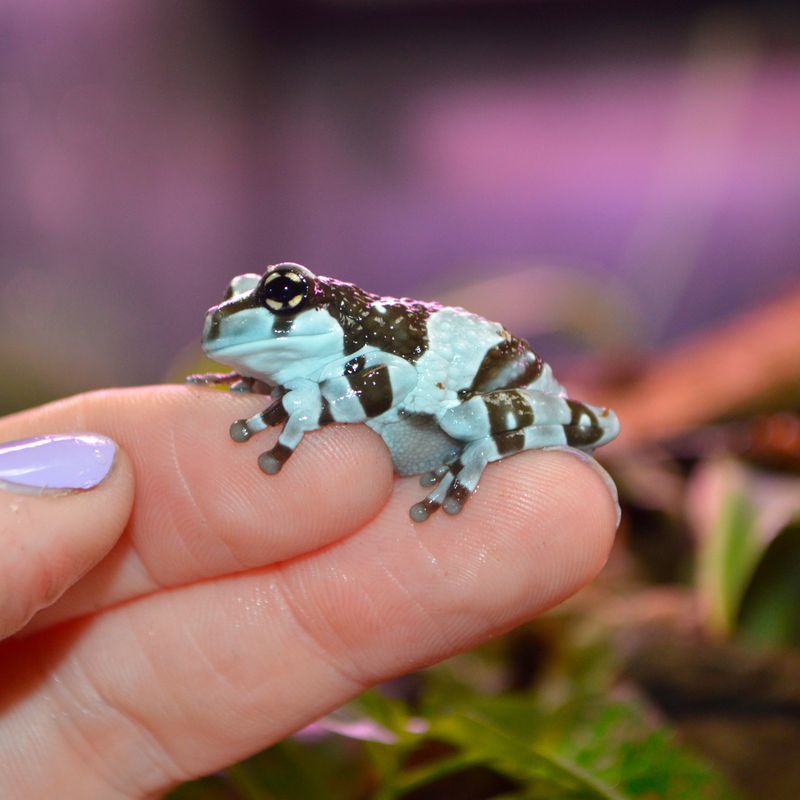 Amazon Milk Frog