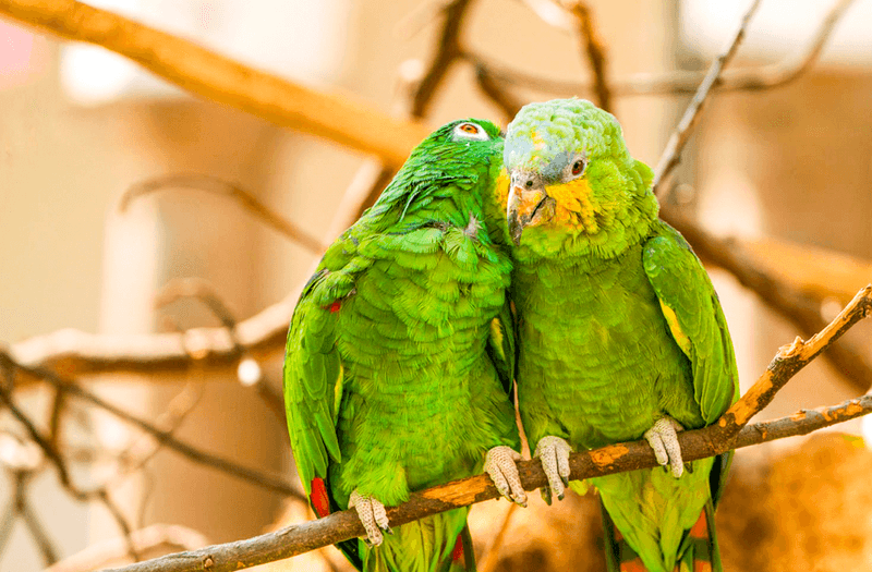 Amazon Parrot