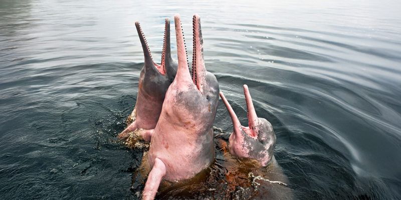 Amazon River Dolphin