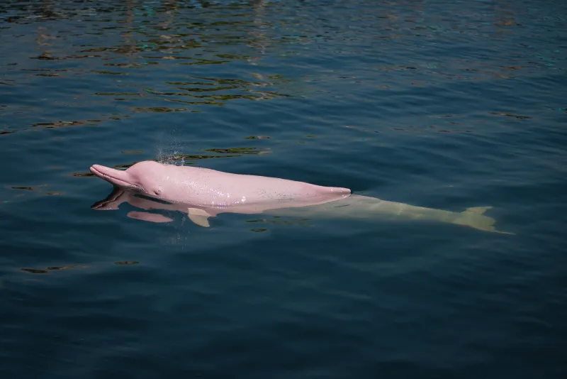 Amazon River Dolphin