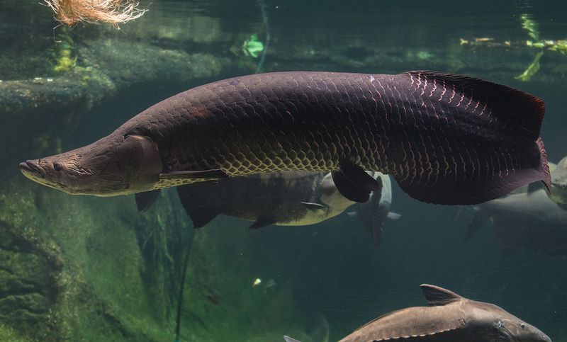 Amazonian Arapaima