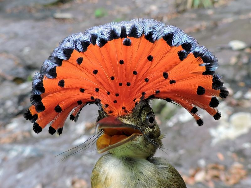 Amazonian Royal Flycatcher