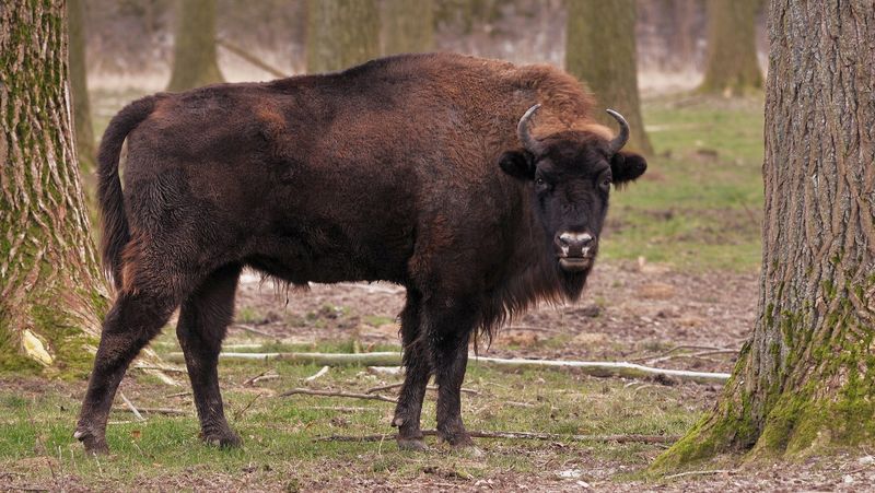 American Bison