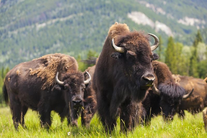 American Bison