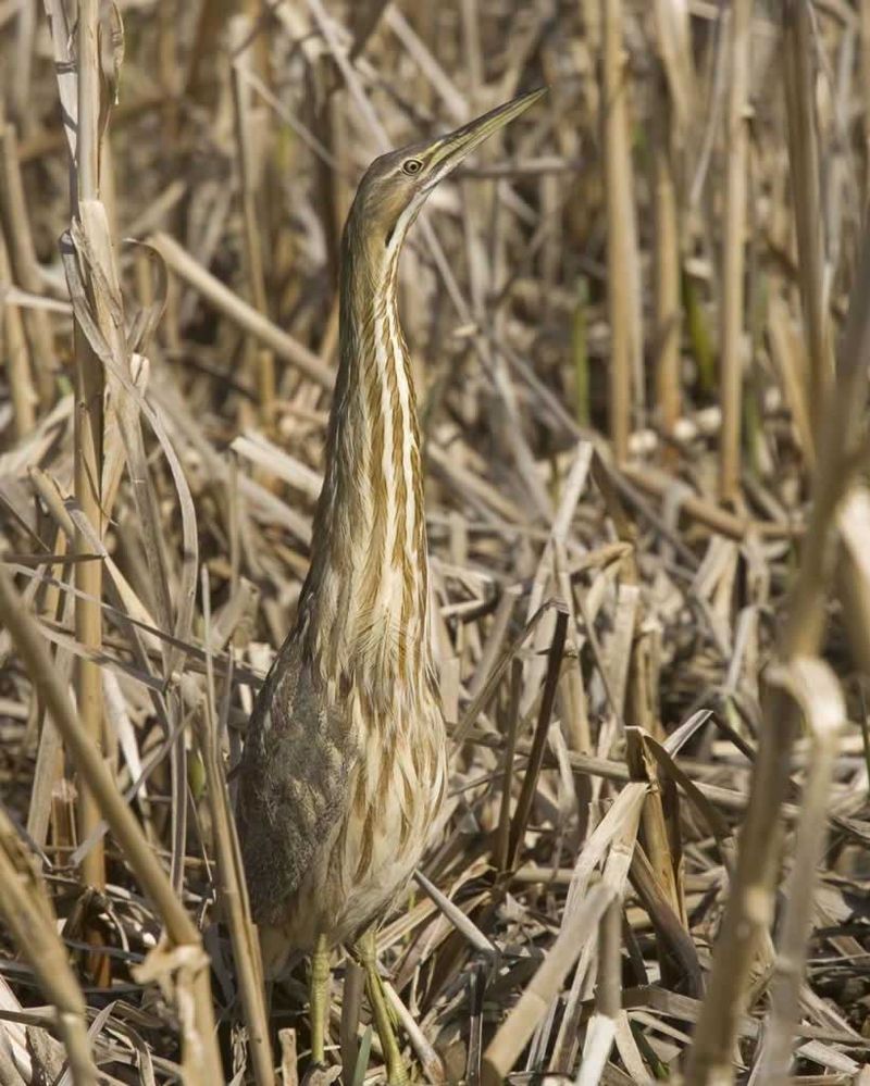 American Bittern