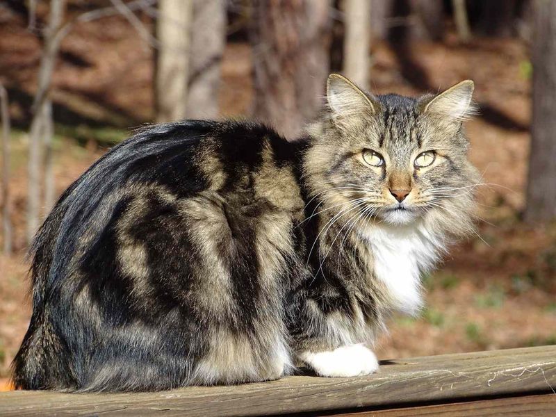 American Bobtail