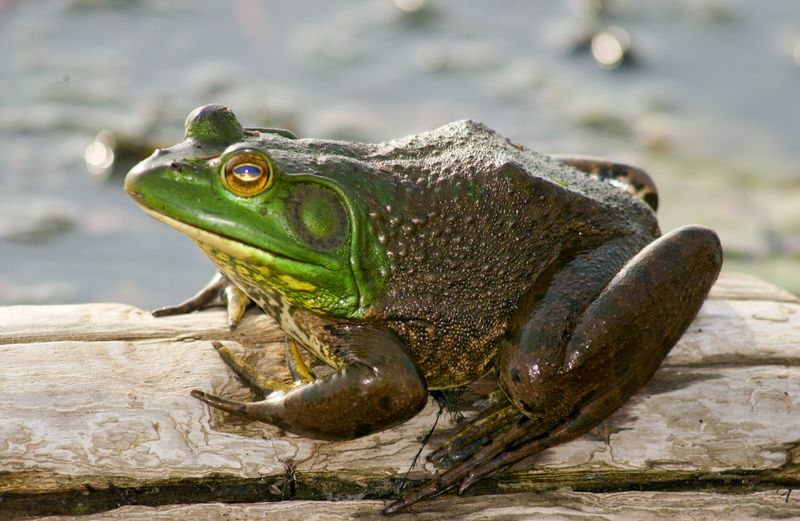 American Bullfrog