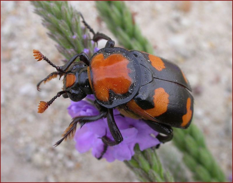 American Burying Beetle