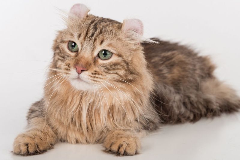 American Curl Longhair