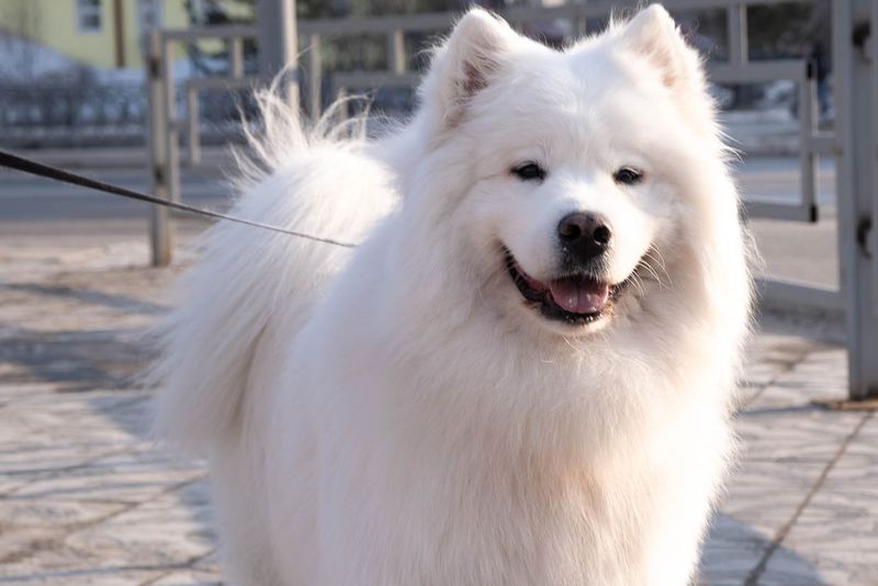 American Eskimo Dog