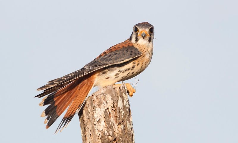 American Kestrel