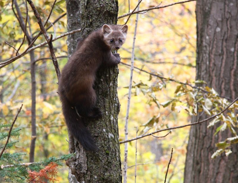 American Marten