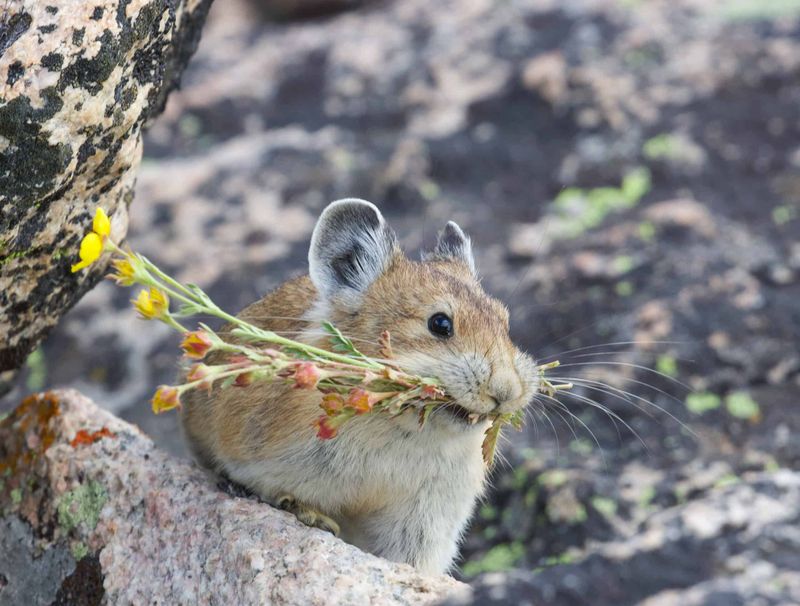 American Pika