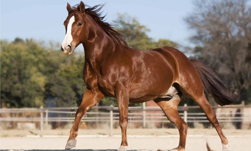 American Quarter Horse