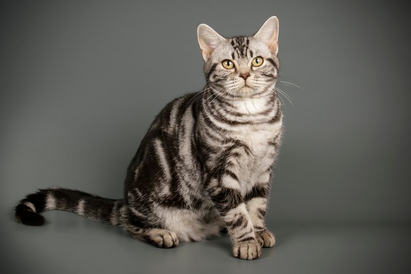 American Shorthair