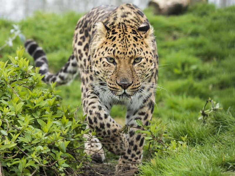 Amur Leopard