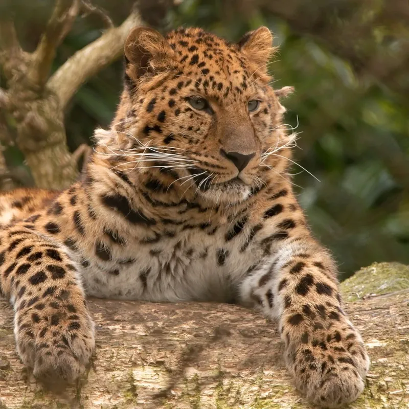 Amur Leopards