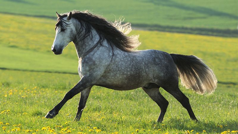 Andalusian