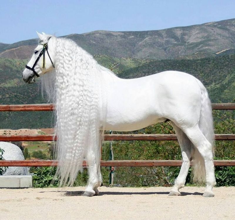 Andalusian