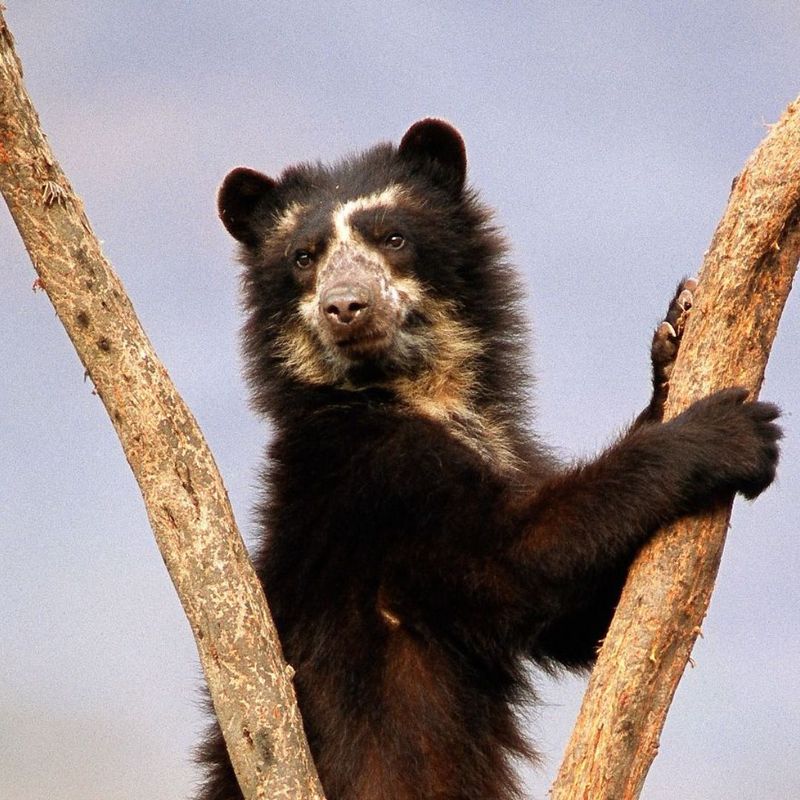 Andean Bear