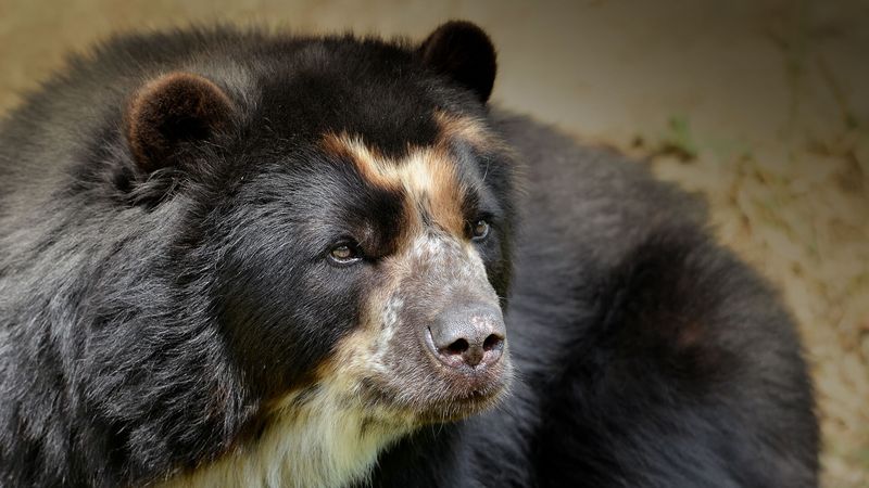 Andean Bear