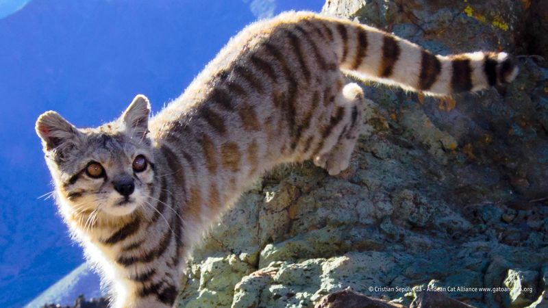 Andean Cat