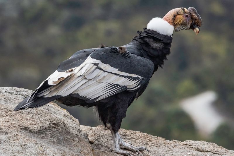 Andean Condor